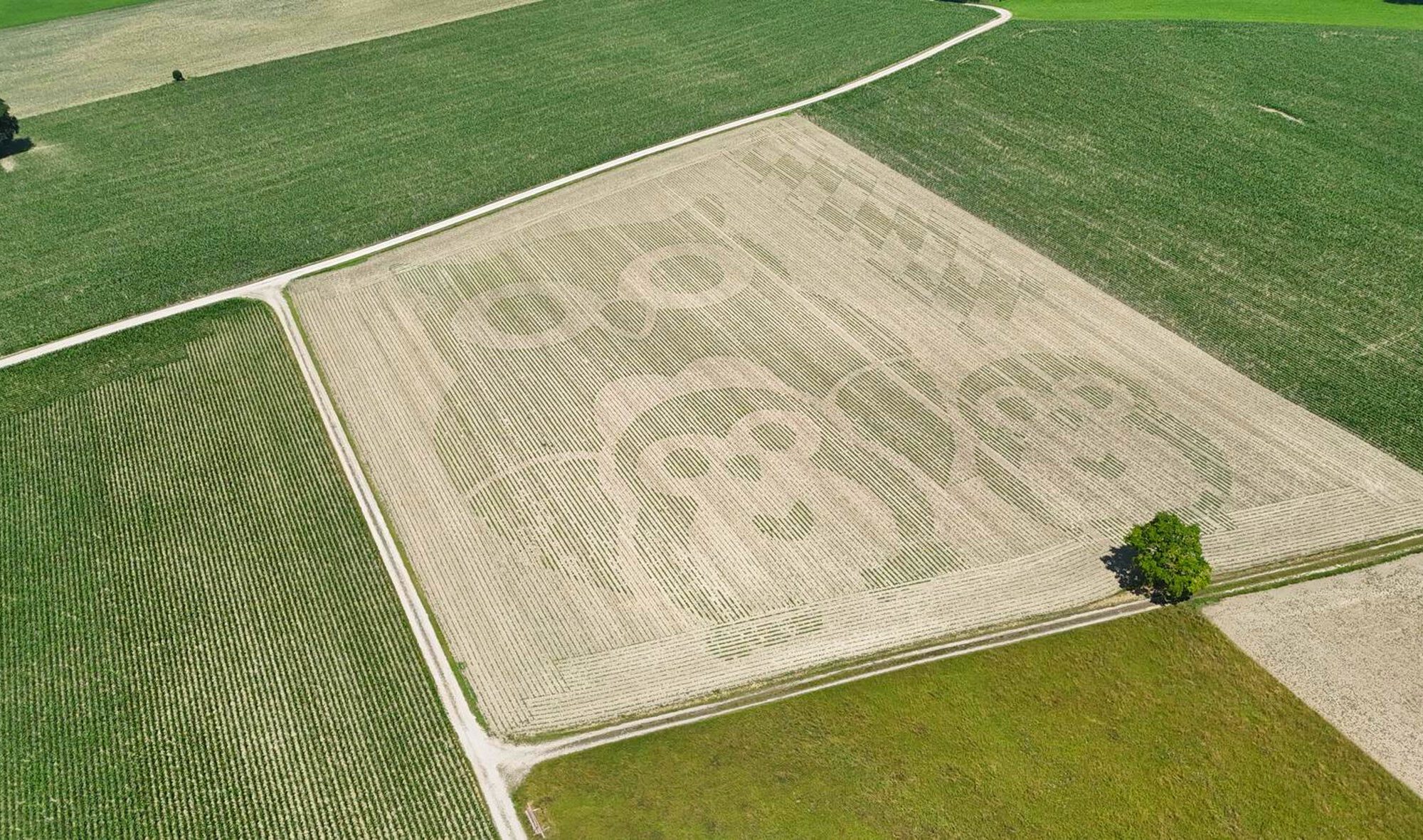 Eine Eulenmutter mit Küken als riesiges Bodenbild (Geoglyphe) auf einem Feld in Bayern