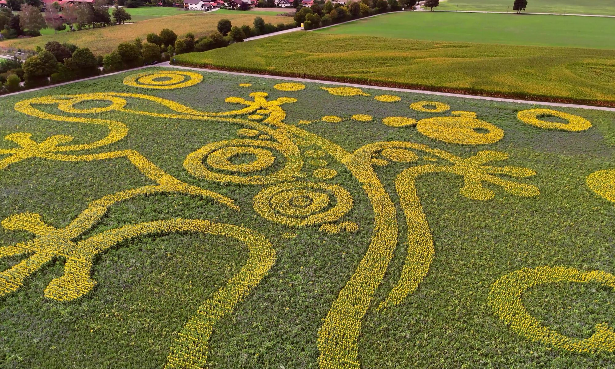 The Sentinel – riesige Eidechse aus Sonnenblumen als Geobranding und Feldkunst im Voralpenland