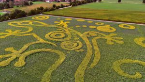 The Sentinel – riesige Eidechse aus Sonnenblumen als Geobranding und Feldkunst im Voralpenland