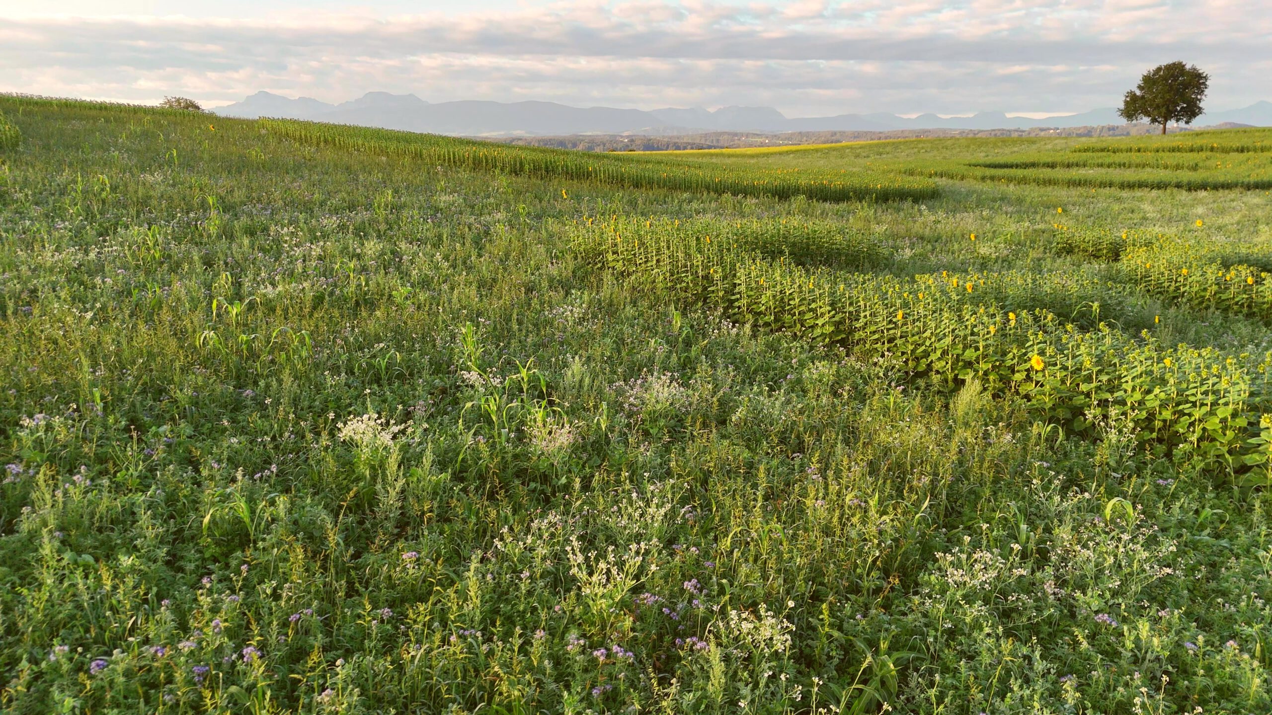 Erste Blüten im pro aurum Geobranding